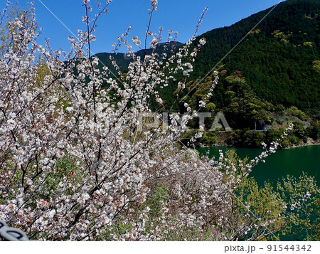 カスミザクラ 91544342