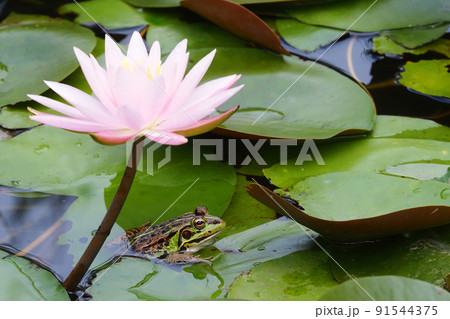 トウキョウダルマガエルとスイレンの花 トウキョウダルマガエルとスイレンの花 91544375