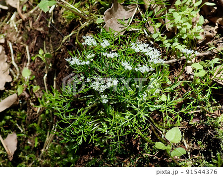 ヒナセントウソウ ヒナセントウソウ 91544376