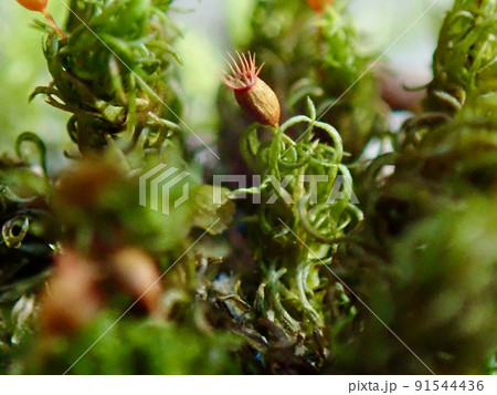 ナガバチヂレゴケ　胞子体 91544436