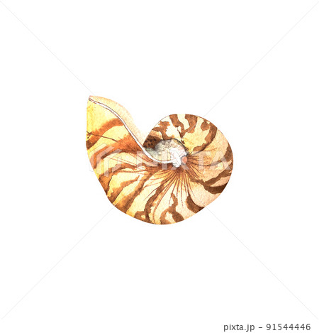cute shell sea watercolori llustration, hand drawn, isolated. 91544446