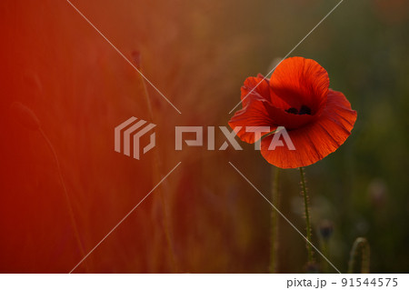 Blooming poppy field in warm evening light. Close up of red poppy flower. Selective focus 91544575