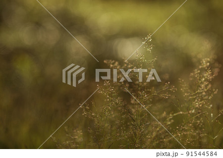 Green grass in a forest at sunset. Macro image, shallow depth of field. Blurred summer nature background. Green grass in a forest at sunset. Macro image, shallow depth of field. Blurred summer nature background. 91544584