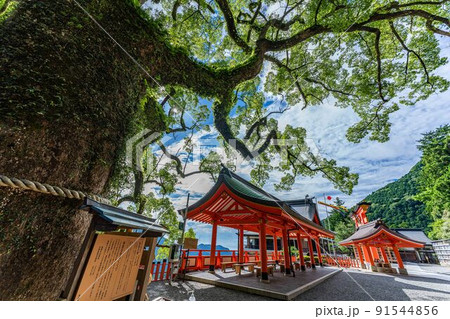 熊野那智大社の楠 熊野那智大社の楠 91544856