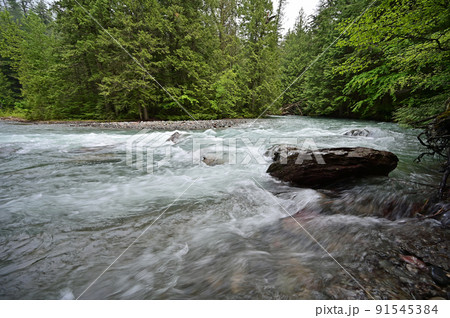 Torrential Avalanche Creek in Glacier National Park, Montana after heavy rains. 91545384