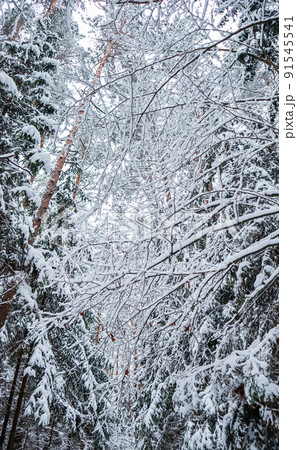 Many thin twigs covered with fluffy white snow. Beautiful winter snowy forest. Vertical image in blue tone 91545541