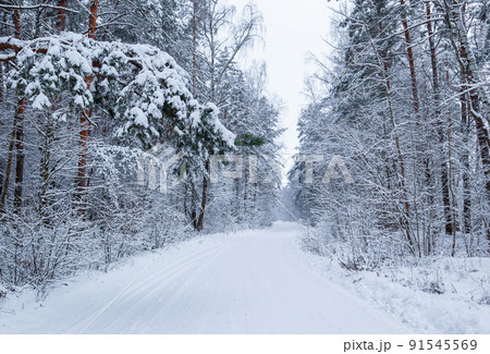 Beautiful winter forest with snowy trees and a white road. Fairy tale. Beautiful winter forest with snowy trees and a white road. Fairy tale. 91545569