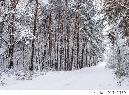 Beautiful snowy winter forest. Snow-white road with a ski track. Snow covered trees and bushes Beautiful snowy winter forest. Snow-white road with a ski track. Snow covered trees and bushes 91545570