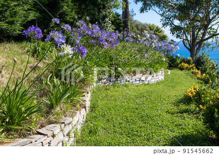 Agapanthus or lily of the Nile or African lily blue and white flowers on the stone retaining wall 91545662