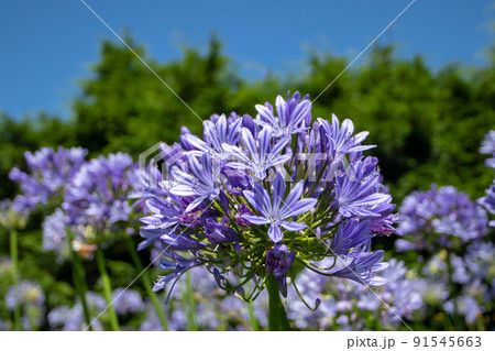 Agapanthus or lily of the Nile or African lily blue flowers closeup 91545663