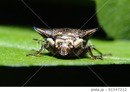 ウシカメムシ 91547212