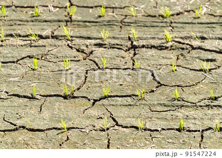 水不足・干上がり、ひび割れた田んぼ 91547224