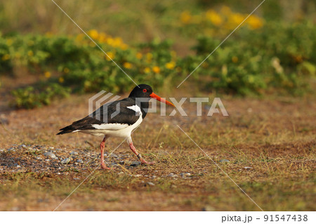 Haematopus ostralegus. Heligoland Island. Germany wildlife. Beautiful picture. From the life of birds. Free nature 91547438