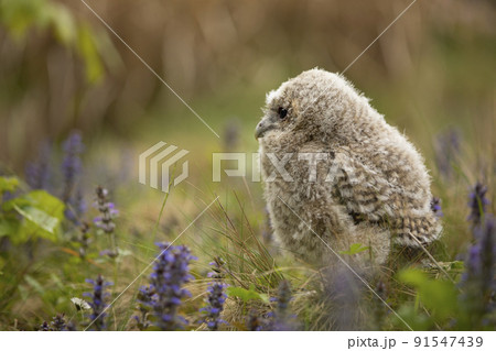 Tawny Owl, Strix aluco, young bird, newly came out of the bird nest on meadow with flowers. Czech republic 91547439