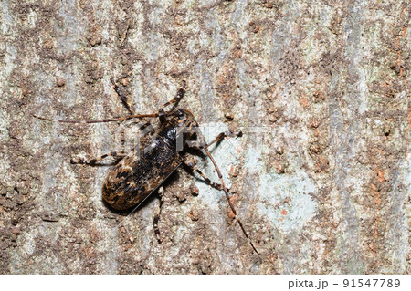 ナガゴマフカミキリ ナガゴマフカミキリ 91547789