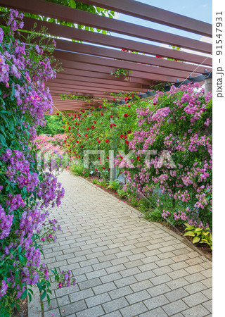 バラのトンネル【信州スカイパーク】 91547931