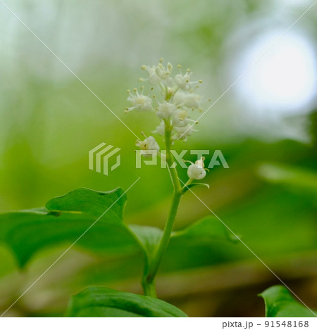 マイズルソウ 91548168