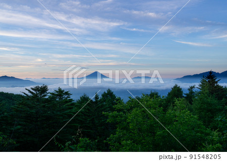 山梨県の八ヶ岳富士見平展望台から望むマジックアワーの富士山と雲海 山梨県の八ヶ岳富士見平展望台から望むマジックアワーの富士山と雲海 91548205