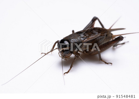 エンマコオロギの白背景写真 91548481