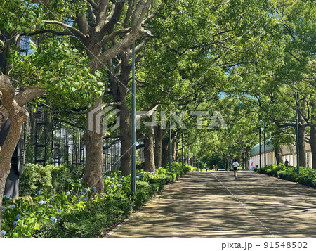 大井ふ頭中央海浜公園スポーツの森　東京都品川区八潮 91548502