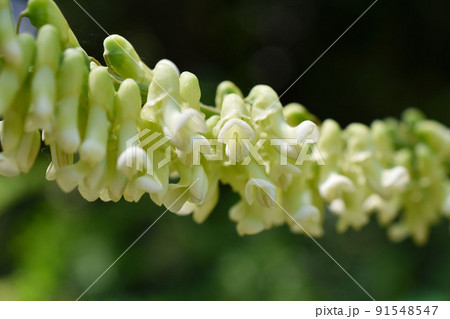 クララの花をクローズアップ クララの花をクローズアップ 91548547