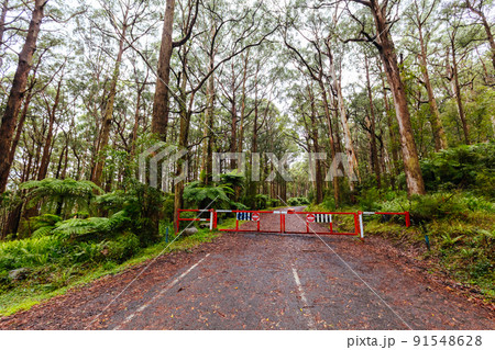 Donna Buang Rd Drive in Victoria Australia 91548628