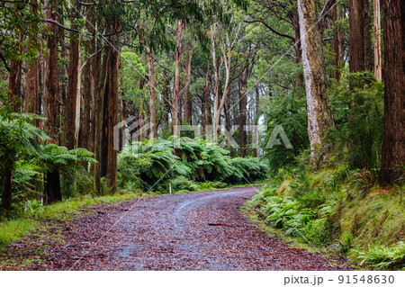 Donna Buang Rd Drive in Victoria Australia 91548630