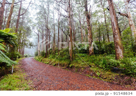 Donna Buang Rd Drive in Victoria Australia 91548634