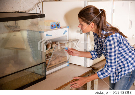 Woman controlling eggs in hatching machine Woman controlling eggs in hatching machine 91548898