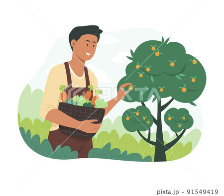 Man Picking Fresh Vegetables and Fruit in Garden. 91549419