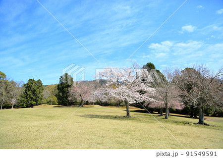 春の飛火野　桜　満開 91549591