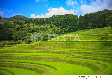 日本の田園風景 日本の田園風景 91549602