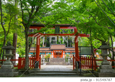 京都　大原野神社の鳥居と本殿　新緑　 91549787