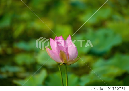 ひっそりと咲き始めたピンクのハス 91550721
