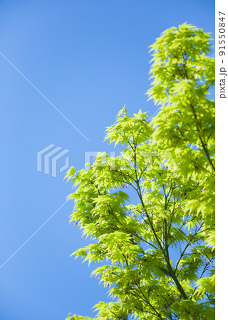 もみじの若葉と青空 もみじの若葉と青空 91550847