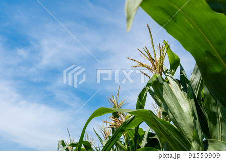 トウモロコシ畑 トウモロコシの雄花と夏の青空 a-1 トウモロコシ畑 トウモロコシの雄花と夏の青空 a-1 91550909