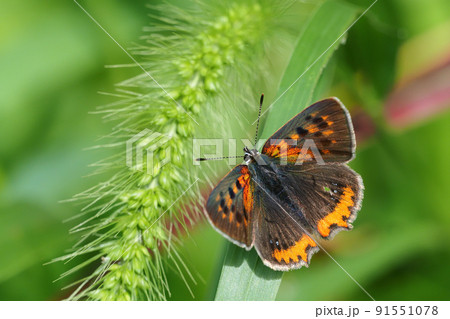 ベニシジミ 91551078