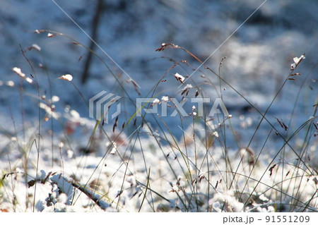 雪景気 91551209