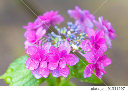赤い額紫陽花 赤い額紫陽花 91551297