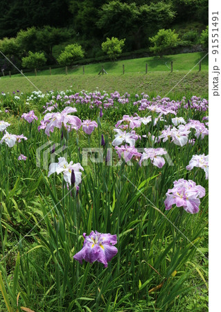 花しょうぶ 花しょうぶ 91551491