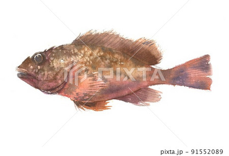 水彩画　カサゴ 91552089