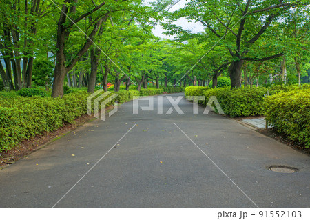 上尾丸山公園　遊歩道　初夏の風景 91552103