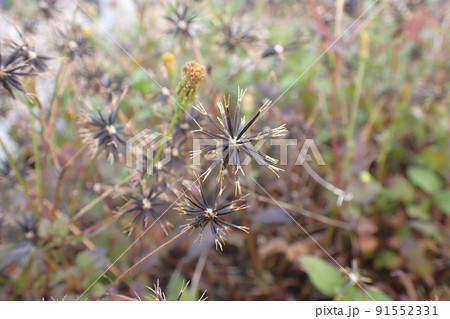 嫌われ者のひっつき虫 嫌われ者のひっつき虫 91552331