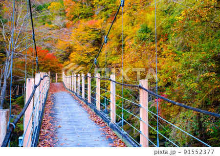 大柳川渓谷（秋）：竜門橋 91552377