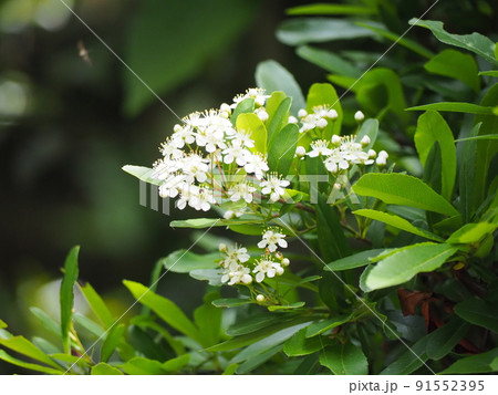 ピラカンサス ピラカンサス 91552395