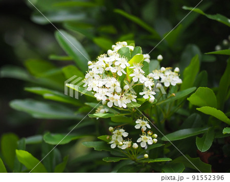 ピラカンサス 91552396