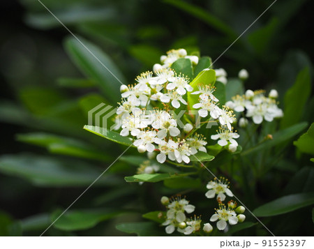 ピラカンサス 91552397