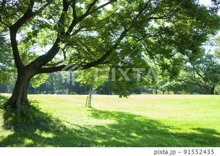 公園の木 公園の木 91552435