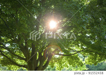 木 太陽光 木 太陽光 91552438