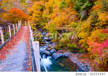 大柳川渓谷（秋）：竜門橋 91552447